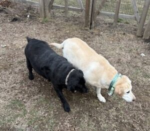 Yellow Labrador Retriever