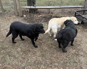 Yellow Labrador Retriever