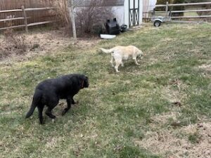 Yellow Labrador Retriever