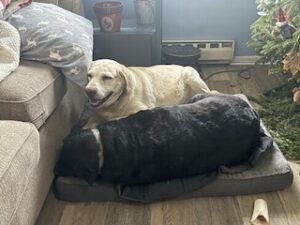 Yellow Labrador Retriever