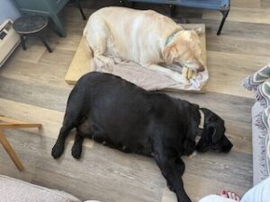 Yellow Labrador Retriever