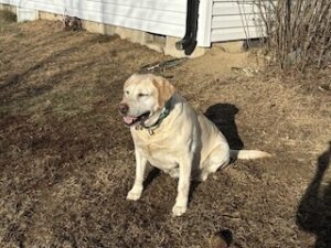 Yellow Labrador Retriever