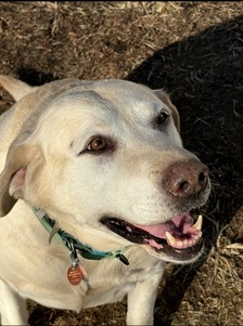 Yellow Labrador Retriever