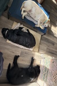 Yellow Labrador Retriever