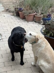 Yellow Labrador Retriever