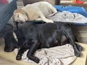 Yellow Labrador Retriever