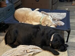 Yellow Labrador Retriever