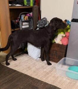 Chocolate Labrador Retriever