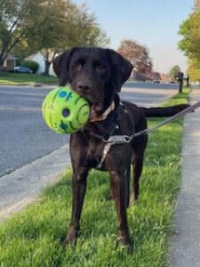 Chocolate Labrador Retriever
