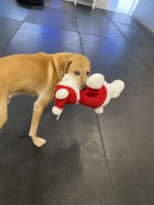 Yellow Labrador Retriever