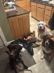 Chocolate Labrador Retriever
