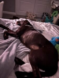 Chocolate Labrador Retriever