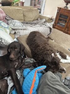 Chocolate Labrador Retriever