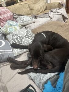 Chocolate Labrador Retriever