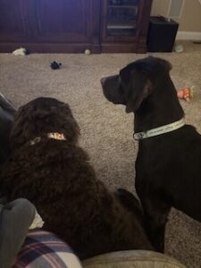 Chocolate Labrador Retriever