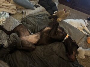 Chocolate Labrador Retriever