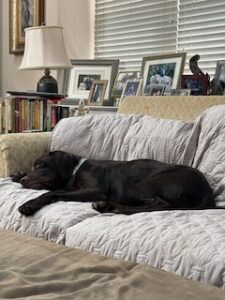 Chocolate Labrador Retriever