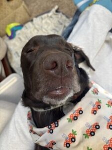 Chocolate Labrador Retriever