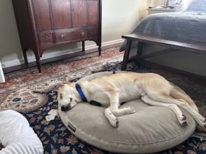 Yellow Labrador/Husky Mix