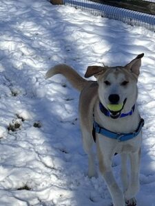 Yellow Labrador/Husky Mix