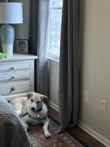 Yellow Labrador/Husky Mix