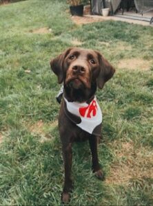Chocolate Labrador Retriever
