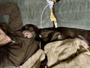 Chocolate Labrador Retriever