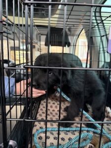 Black Labradoodle/German Shepherd Mix