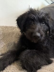 Black Labradoodle/German Shepherd Mix