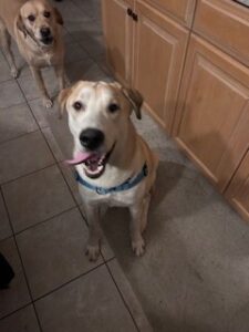 Yellow Labrador/Husky Mix