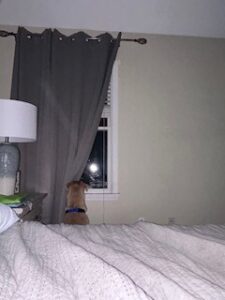 Yellow Labrador/Husky Mix