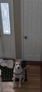 Yellow Labrador/Husky Mix