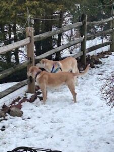 Yellow Labrador/Husky Mix