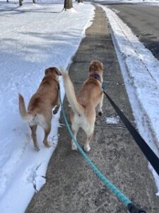 Yellow Labrador/Husky Mix
