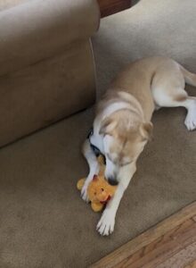 Yellow Labrador/Husky Mix