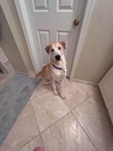 Yellow Labrador/Husky Mix