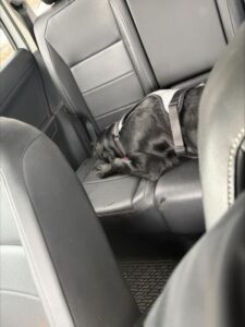 black labrador retriever