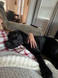 black labrador retriever