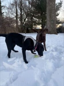 black labrador retriever