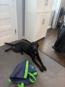 black labrador retriever