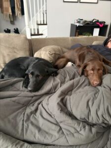 black labrador retriever