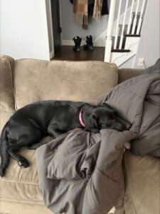 black labrador retriever