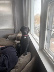 black labrador retriever