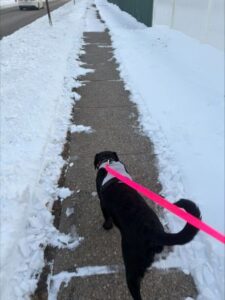 black labrador retriever