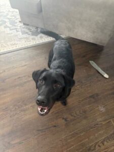 black labrador retriever