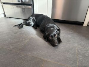 black labrador retriever