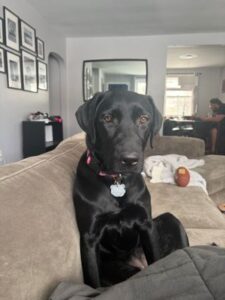 black labrador retriever