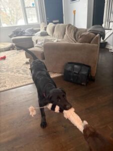 black labrador retriever