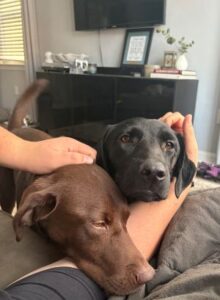 black labrador retriever