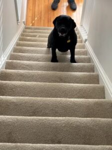 Black Labrador Retriever